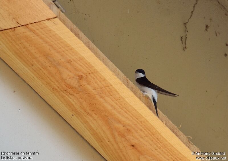 Common House Martinimmature, Reproduction-nesting