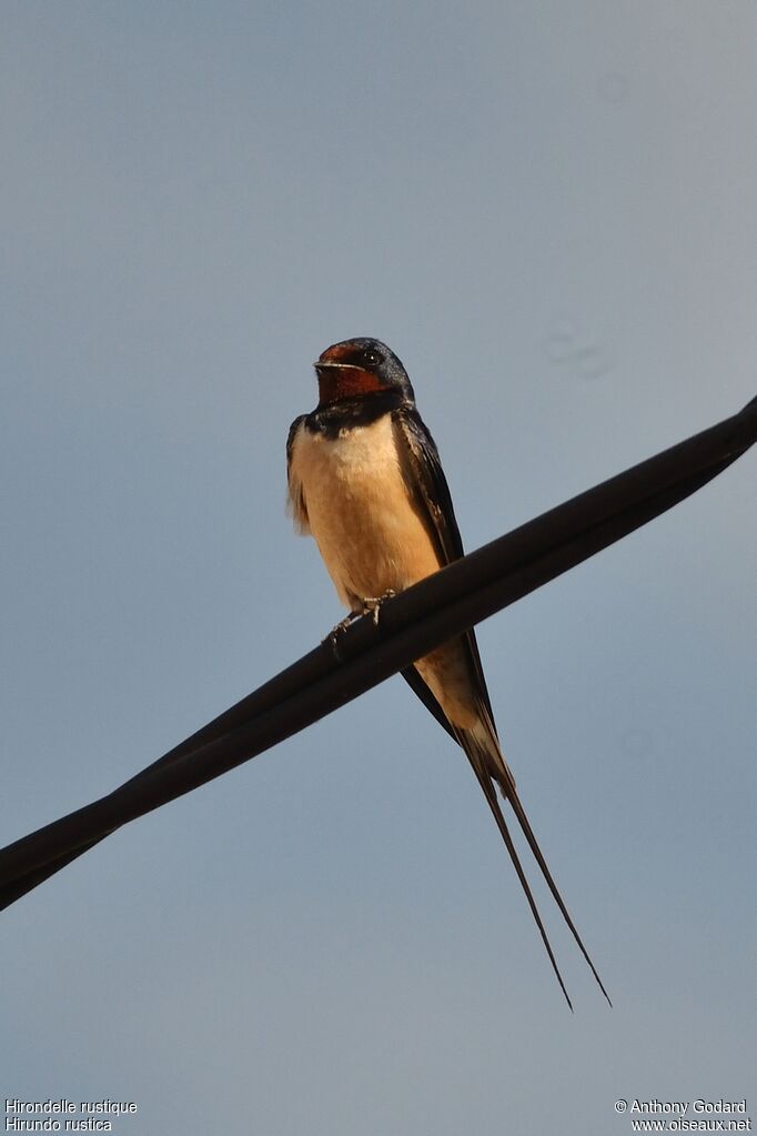 Hirondelle rustiqueadulte, identification