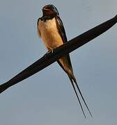 Barn Swallow