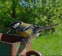 Great Tit