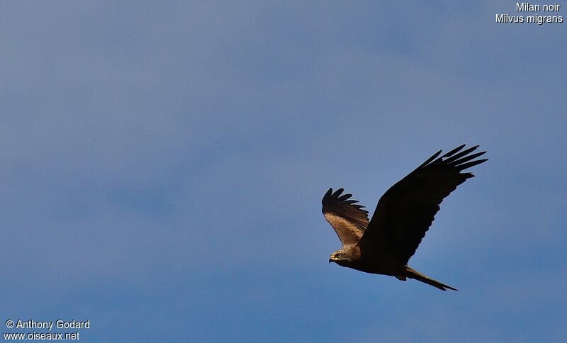 Black Kiteadult, Flight