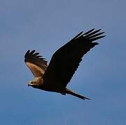 Black Kite