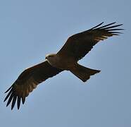 Black Kite