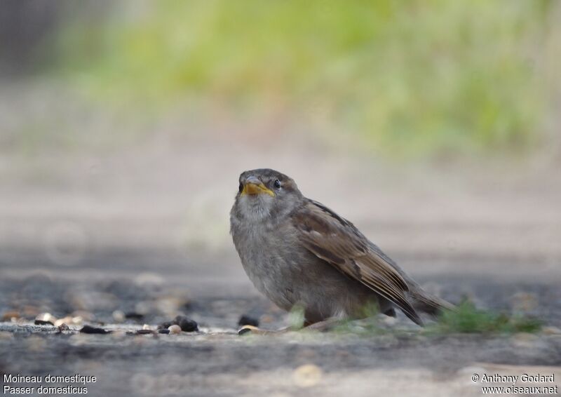 Moineau domestique1ère année, régime