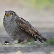 Moineau domestique