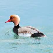 Red-crested Pochard