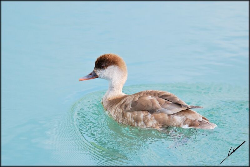 Nette rousse femelle adulte