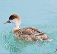 Red-crested Pochard