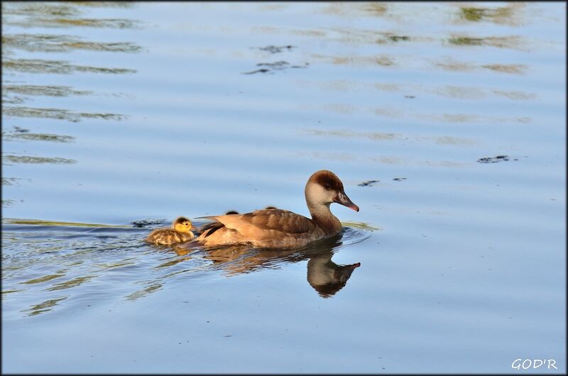 Nette rousse femelle adulte