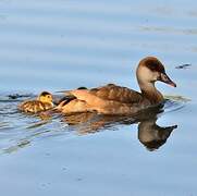 Red-crested Pochard