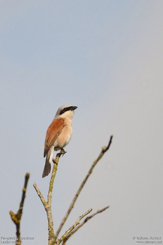 Red-backed Shrike male adult, identification