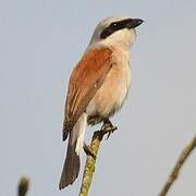 Red-backed Shrike