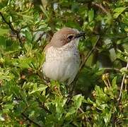 Red-backed Shrike