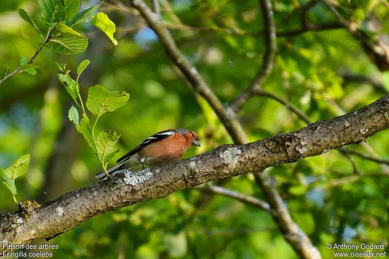 Common Chaffinch male adult breeding, identification