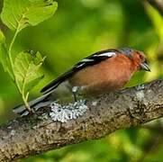 Common Chaffinch