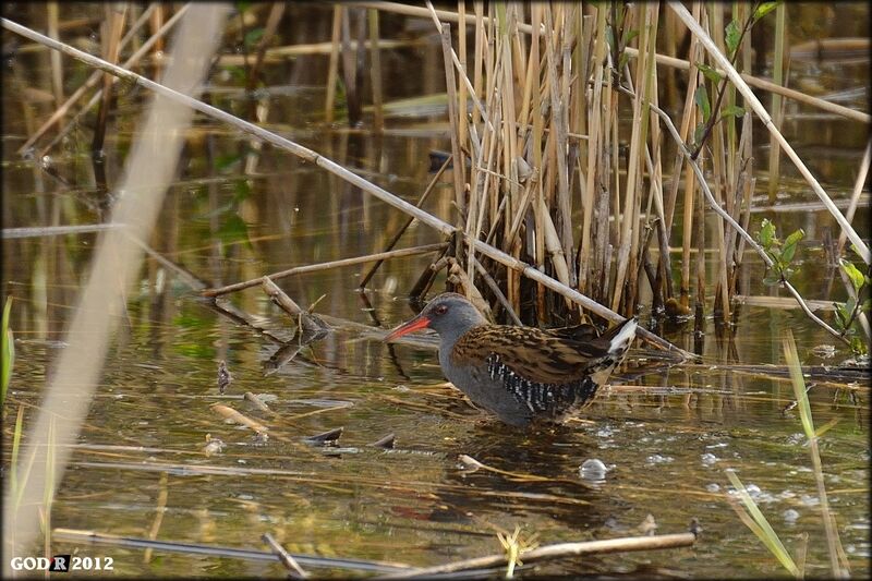 Water Rail male adult