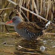 Water Rail