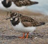 Ruddy Turnstone