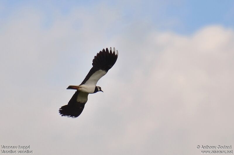 Northern Lapwing male adult, Flight