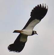 Northern Lapwing