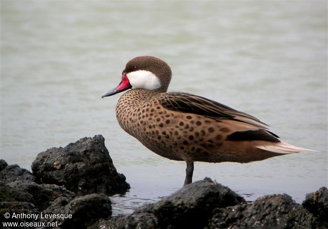 White-cheeked Pintail male adult