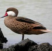 White-cheeked Pintail