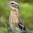 Cardinal à poitrine rose