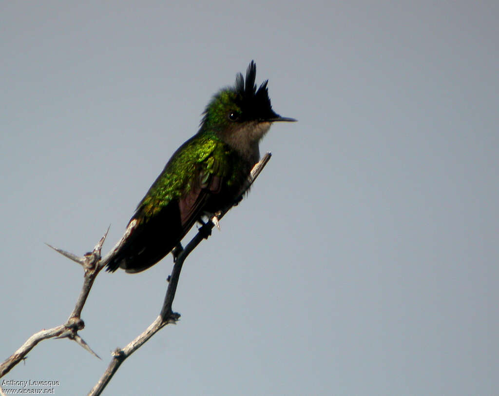 Antillean Crested Hummingbird male adult