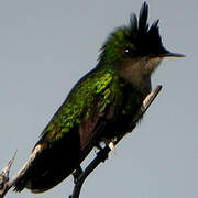 Antillean Crested Hummingbird