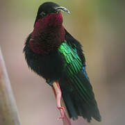 Purple-throated Carib