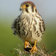 American Kestrel