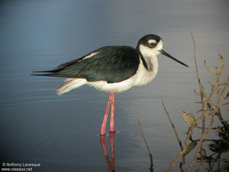 Black-necked Stilt male adult