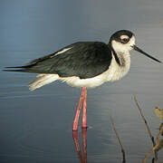 Black-necked Stilt