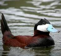 Ruddy Duck