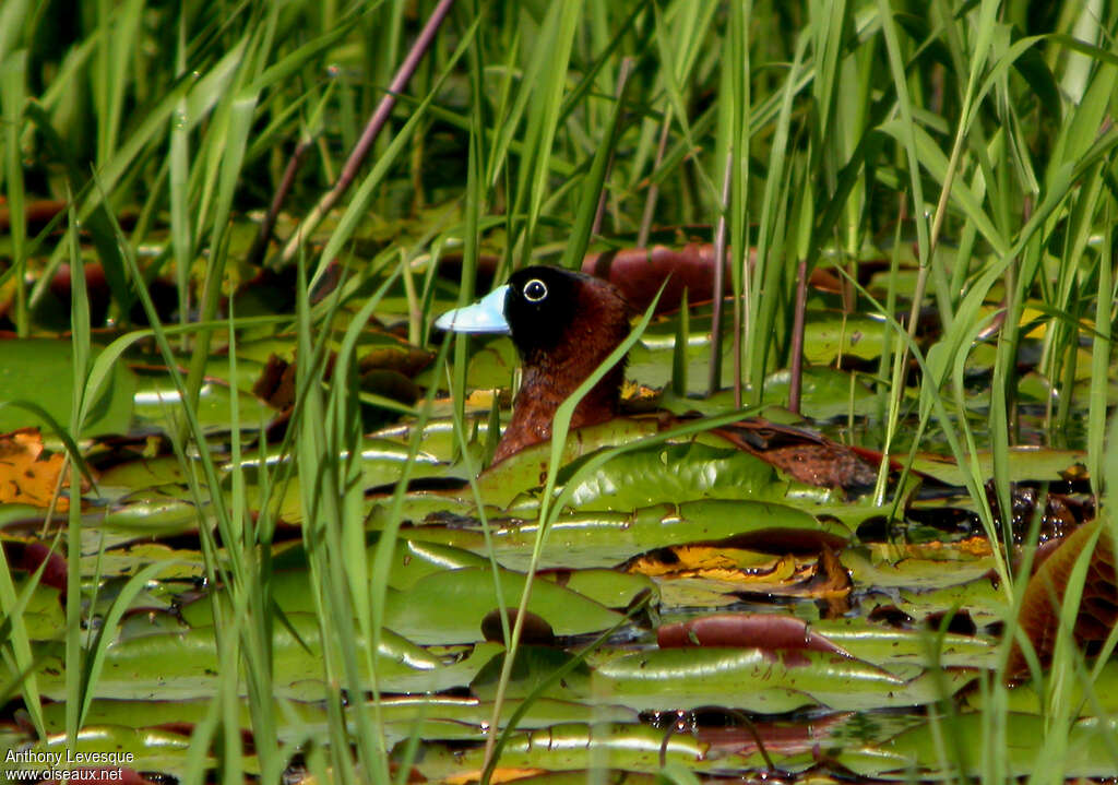 Masked Duck male adult, Behaviour