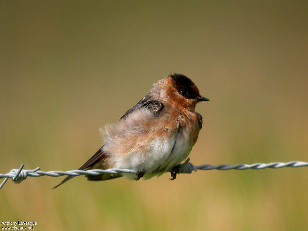 Hirondelle à front brunadulte, portrait