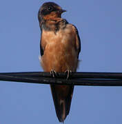 Barn Swallow