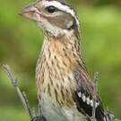 Cardinal à poitrine rose