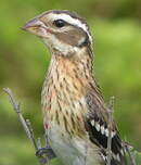 Cardinal à poitrine rose