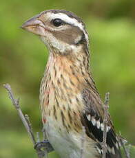 Cardinal à poitrine rose