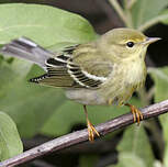 Paruline rayée