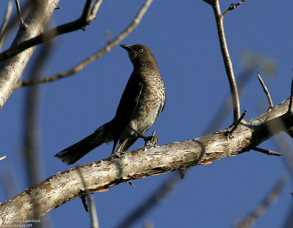 Scaly-breasted Thrasher