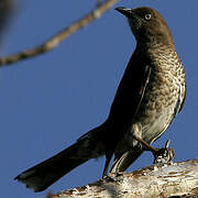 Scaly-breasted Thrasher