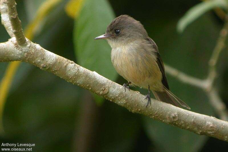 Lesser Antillean Peweeadult