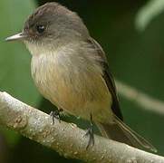 Lesser Antillean Pewee