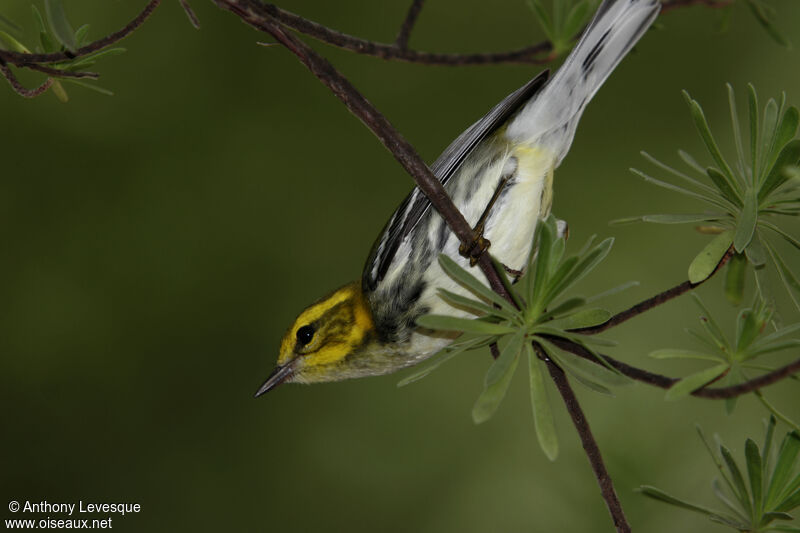 Black-throated Green Warbler female