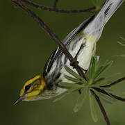 Black-throated Green Warbler