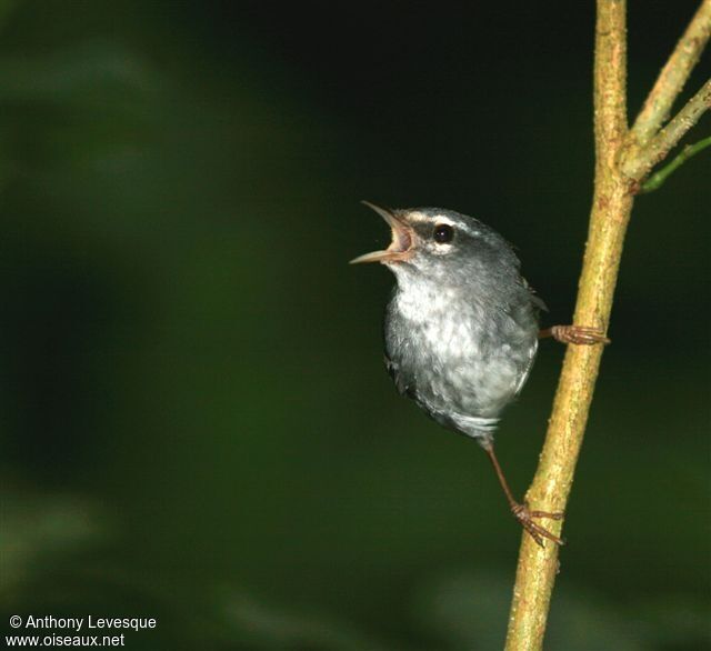 Plumbeous Warbleradult