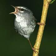 Plumbeous Warbler