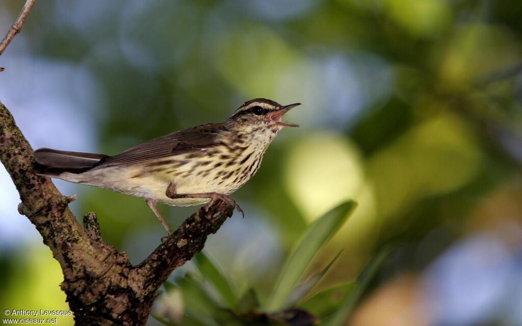 Northern Waterthrush